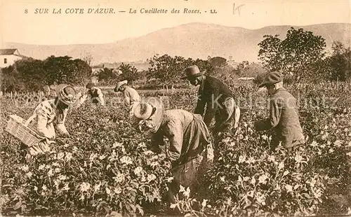 AK / Ansichtskarte Grasse_Alpes_Maritimes La Cueillette des Roses Grasse_Alpes_Maritimes