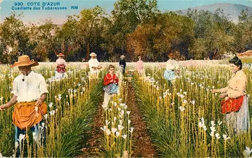 AK / Ansichtskarte Grasse_Alpes_Maritimes Cuillette des Tubereuses Grasse_Alpes_Maritimes