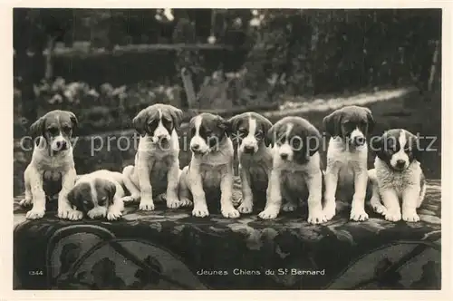 AK / Ansichtskarte Hunde Jeunes Chiens du St. Bernard  