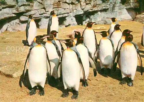 AK / Ansichtskarte Hagenbeck Tierpark Hamburg Stellingen K?nigspinguine  