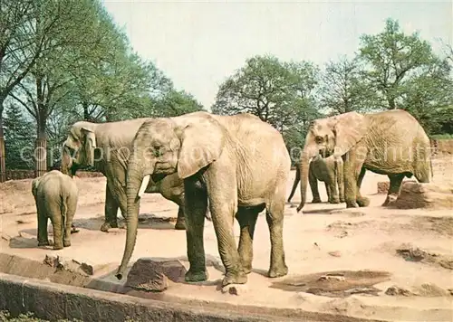 AK / Ansichtskarte Hagenbeck Tierpark Hamburg Stellingen Elefanten 