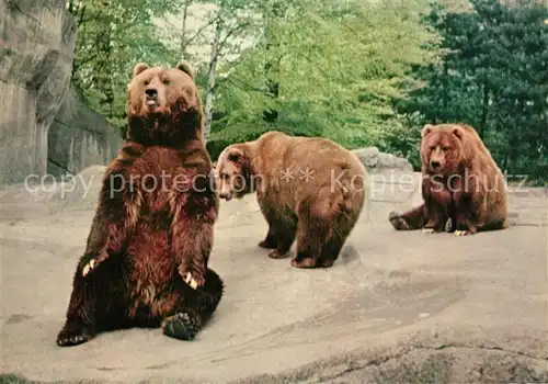 AK / Ansichtskarte Hagenbeck Tierpark Hamburg Stellingen B?ren Freianlage  