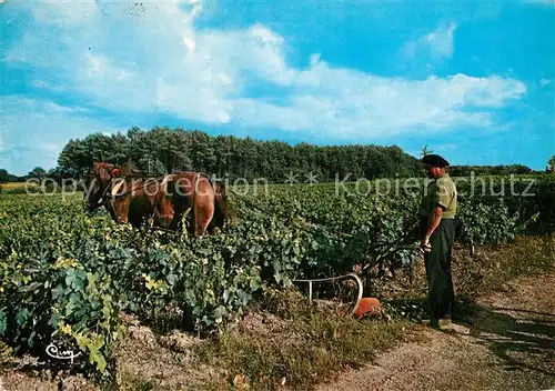 AK / Ansichtskarte Landwirtschaft Medoc Entretien des Vignes  