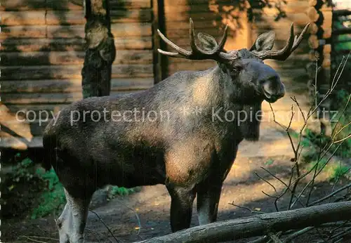 AK / Ansichtskarte Elch ?lgtjur Skansen Stockholm  