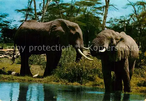 AK / Ansichtskarte Elefant East Africa  