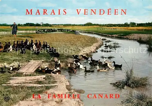 AK / Ansichtskarte Enten Famille Canard Marais Vendeen  