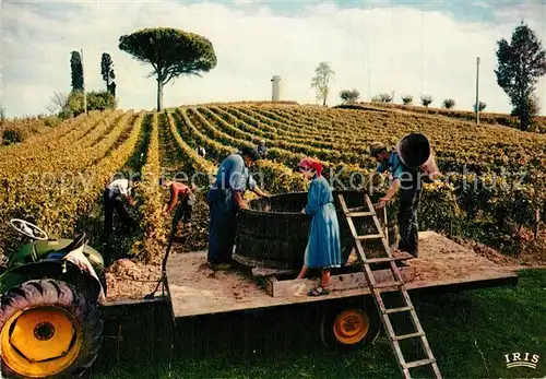 AK / Ansichtskarte Ernte_Landwirtschaft Weinlese Frankreich 
