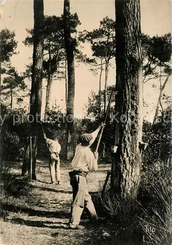 Berufe Harzer Taille des Pins Cote d Argent Berufe