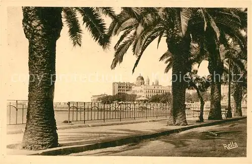 Saint Raphael_Var Palmiers du Boulevard Felix Martin Cote d Azur Saint Raphael Var