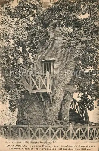 Allouville Bellefosse Le Gros Chene ayant 15 metres de circonference a la base Il contient deux Chapelles Allouville Bellefosse