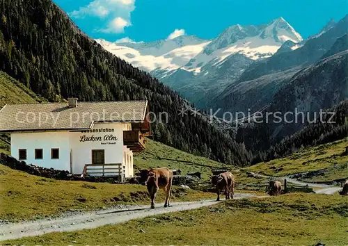 AK / Ansichtskarte Gerlos Hochtal Jausenstation Lackenalm Almvieh Kuehe Schoenachtal Zillertaler Alpen Gerlos