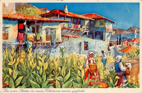 Melnik_Bulgarien Malerischer Winkel Die ersten Blueten der neuen Tabakernte werden gepflueckt Melnik Bulgarien