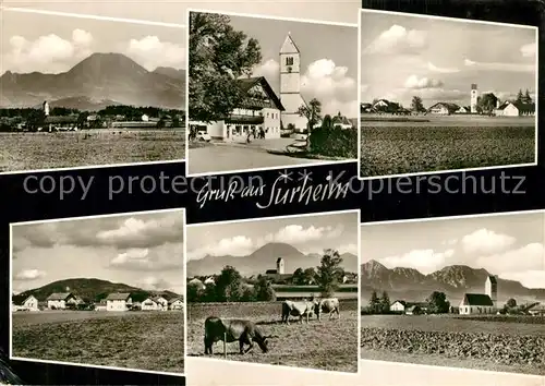 AK / Ansichtskarte Surheim Panorama Kirche Viehherde Surheim