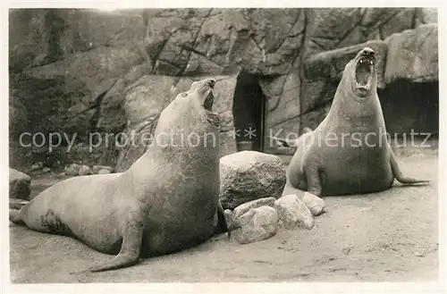 AK / Ansichtskarte Hagenbeck Br?llende See Elefanten Tierpark Hamburg Stellingen 