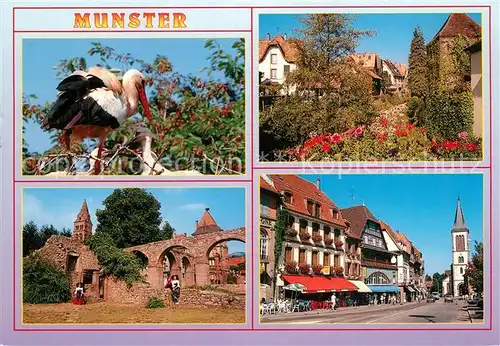 AK / Ansichtskarte Munster_Haut_Rhin_Elsass Cigognes d Alsace Jardin fleuri Abbaye Rue de la Republique Munster_Haut_Rhin_Elsass