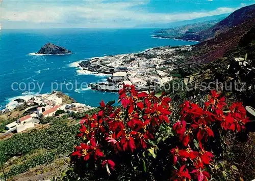 AK / Ansichtskarte Garachico En primer plano flores de Pascua Garachico