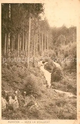 Munster_Haut_Rhin_Elsass A la foret vers La Schlucht Munster_Haut_Rhin_Elsass