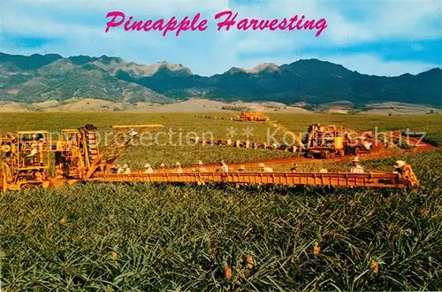 AK / Ansichtskarte Ernte_Landwirtschaft Pineapple Harvesting Hawaii  