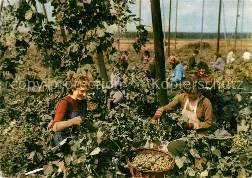 AK / Ansichtskarte Ernte_Landwirtschaft Cesani chmele Hopfenernte  