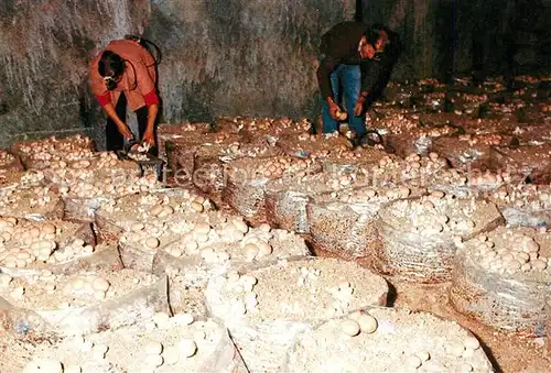 AK / Ansichtskarte Montsoreau Cultures de Champignons Montsoreau