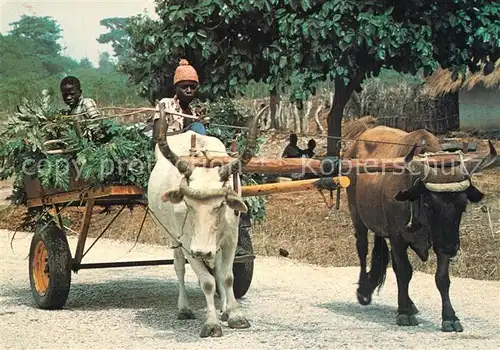 AK / Ansichtskarte Landwirtschaft Afrika Ochsenkarre Gambian ox cart 
