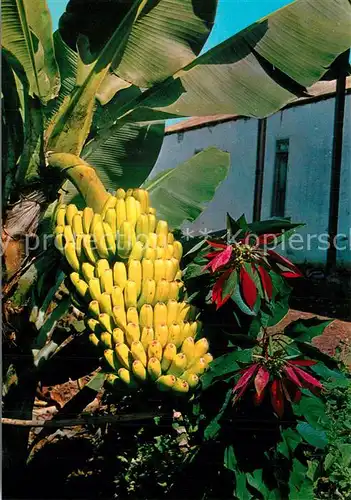 AK / Ansichtskarte Bananen Planta de Platanos Flor de Pascua Islas Canarias  