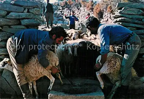 AK / Ansichtskarte Schafe Melken Kreta Landwirtschaft 