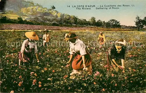 AK / Ansichtskarte Ernte_Landwirtschaft Cueillette des Roses Cote d Azur  