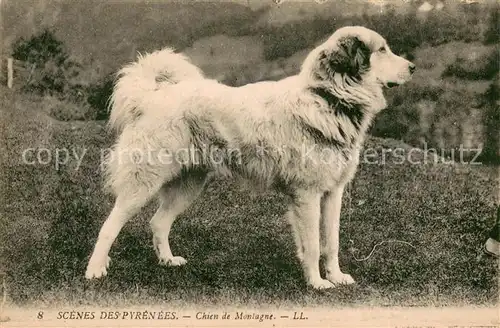 AK / Ansichtskarte Hunde Chien de Montagne Pyrenees  