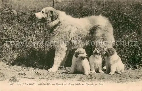 AK / Ansichtskarte Hunde Chiens des Pyrenees Gazost  