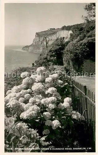 AK / Ansichtskarte Shanklin Hydrangeas Keats Green and Dunnose Head Coast Shanklin