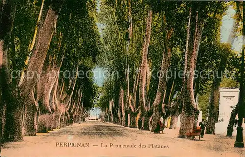 AK / Ansichtskarte Perpignan La Promenade des Platanes Perpignan