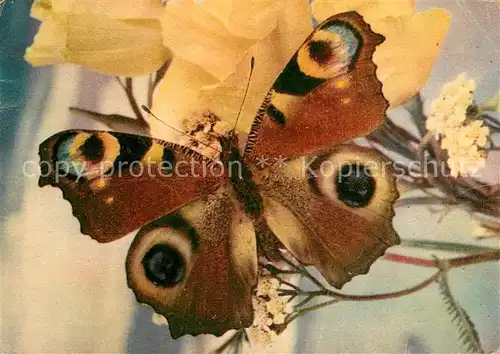 AK / Ansichtskarte Schmetterlinge Pfauenauge  