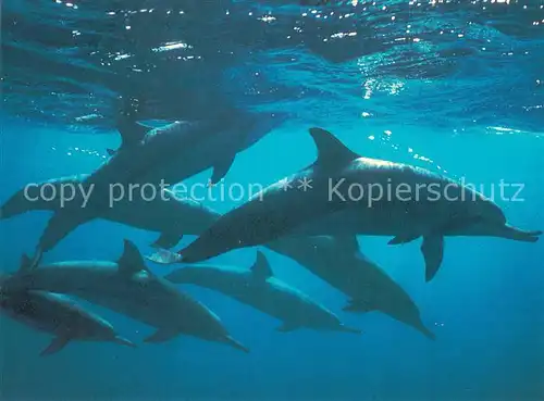 AK / Ansichtskarte Delphine  
