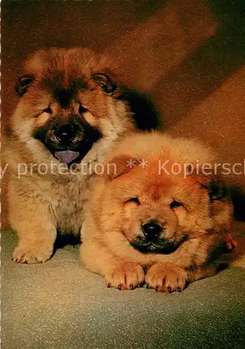 AK / Ansichtskarte Hunde Welpen  