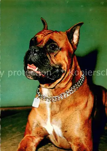 AK / Ansichtskarte Hunde  