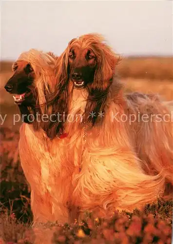 AK / Ansichtskarte Hunde Afghanische Windhunde 