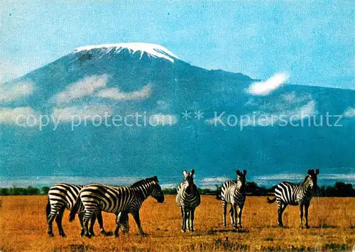 AK / Ansichtskarte Kilimanjaro_Kilimandscharo Zebras Kilimanjaro