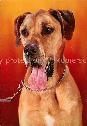 AK / Ansichtskarte Hunde  