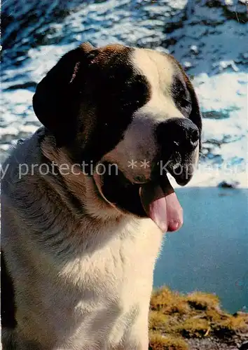AK / Ansichtskarte Hunde Chien du Grand Saint Bernard  