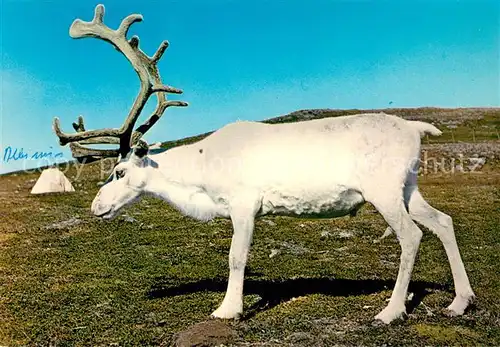 AK / Ansichtskarte Rentier Reindeer in White fur Norway  