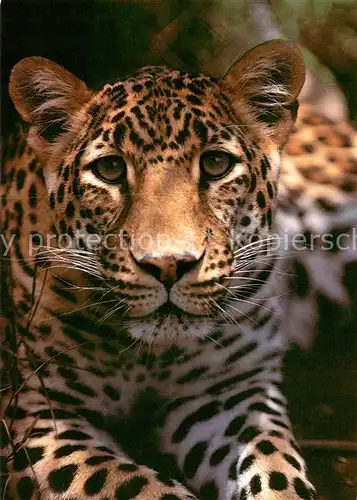 AK / Ansichtskarte Tiere Leopard Botswana Safaris Solothurn  