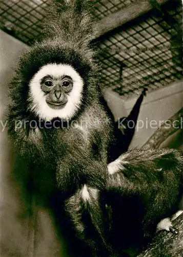 AK / Ansichtskarte Affen Tiergarten N?rnberg Gibbon 