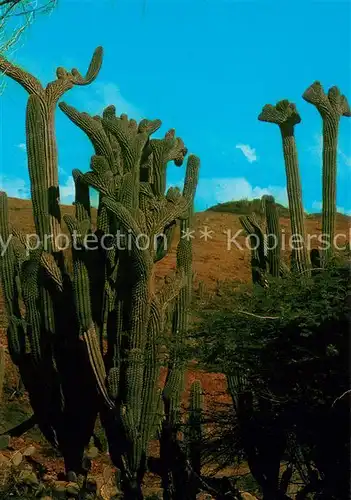 AK / Ansichtskarte Kakteen Aruba Arubian Cactus  