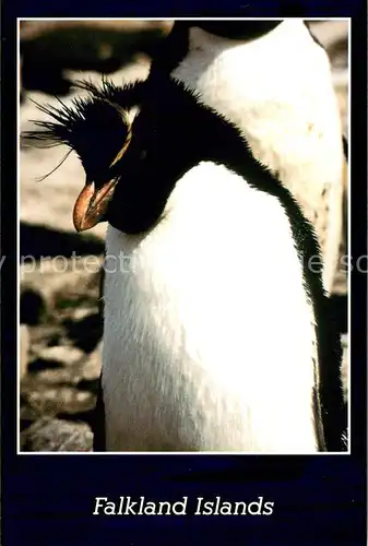 AK / Ansichtskarte Pinguin Rockhopper Penguin Falkland Islands  