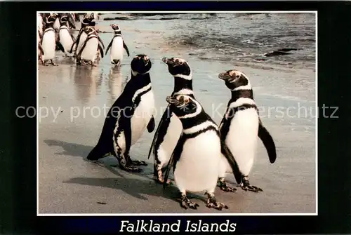 AK / Ansichtskarte Pinguin Magellanic Penguins Falkland Islands  