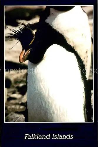 AK / Ansichtskarte Pinguin Rockhopper Penguin Falkland Islands 