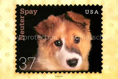 AK / Ansichtskarte Hunde Neuter Spay USA  