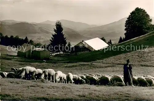 AK / Ansichtskarte Schoenau_Schwarzwald Berghotel Wiedener Eck Schafherde Schoenau Schwarzwald