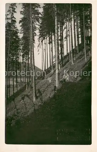AK / Ansichtskarte Lenzkirch Waldpartie Lenzkirch